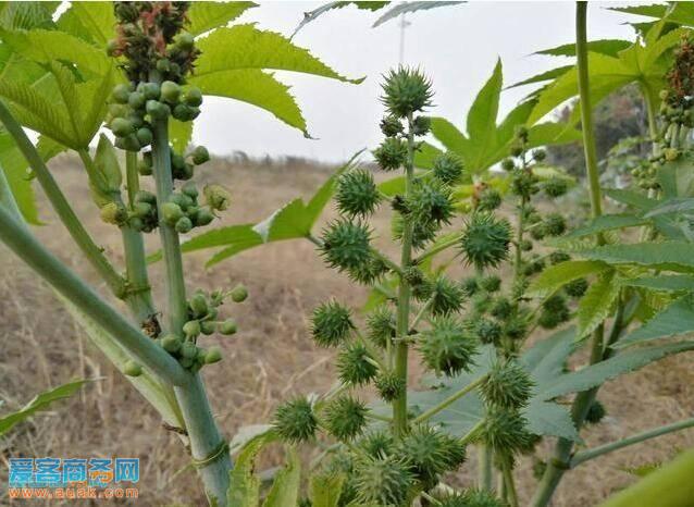 蓖麻油有什么作用?我们来看看